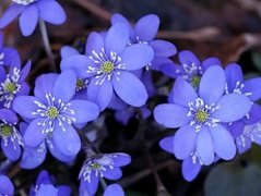 Blåveis (Hepatica nobilis)