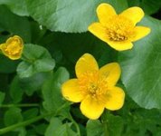 Marsh-marigold (Caltha palustris)