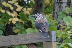 Nutcracker (Nucifraga caryocatactes)