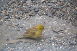 Gulspurv (Emberiza citrinella)