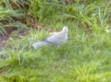 Tyrkerdue (Streptopelia decaocto)