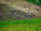 Nøtteskrike (Garrulus glandarius)