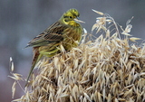 Gulspurv (Emberiza citrinella)