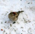 Gråsisik (Carduelis flammea)