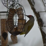 Gråspett (Picus canus)