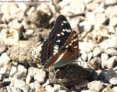 Poplar Admiral (Limenitis populi)