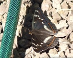 Ospesommerfugl (Limenitis populi)