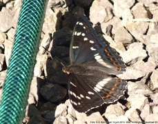 Poplar Admiral (Limenitis populi)