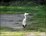 Gråhegre (Ardea cinerea)