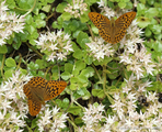 Keiserkåpe (Argynnis paphia)