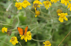 Scarce Copper (Lycaena virgaureae)
