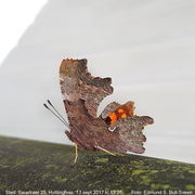 Comma Butterfly (Polygonia c-album)