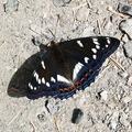 Ospesommerfugl (Limenitis populi)