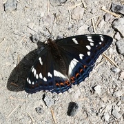 Poplar Admiral (Limenitis populi)