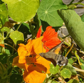 Dagsvermer (Macroglossum stellatarum)