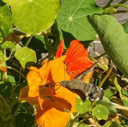 Hummingbird Hawk-moth (Macroglossum stellatarum)