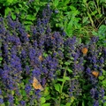 Tistelsommerfugl (Vanessa cardui)