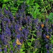 Painted Lady (Vanessa cardui)