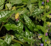 Speckled Yellow (Pseudopanthera macularia)
