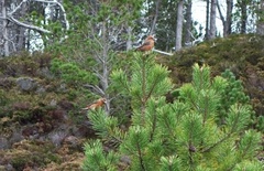 Common Crossbill (Loxia curvirostra)