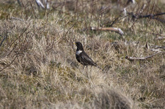 Ring Ouzel (Turdus torquatus)