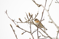 Bjørkefink (Fringilla montifringilla)