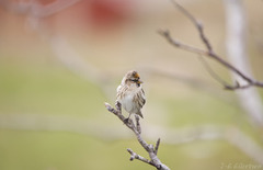 Brunsisik (Carduelis cabaret)