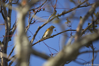 Bjørkefink (Fringilla montifringilla)