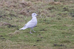 Iceland Gull (Larus glaucoides)