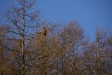 Havørn (Haliaeetus albicilla)