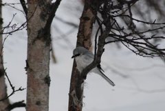 Great Grey Shrike (Lanius excubitor)