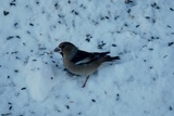 Kjernebiter (Coccothraustes coccothraustes)