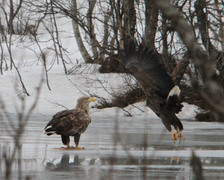 White-tailed Eagle (Haliaeetus albicilla)