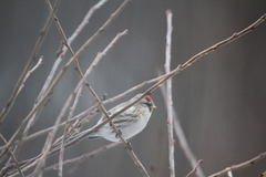 Arctic Redpoll (Acanthis hornemanni)