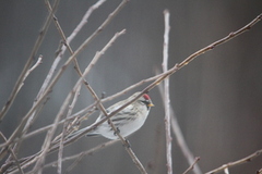 Polarsisik (Carduelis hornemanni)