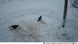 Svarttrost (Turdus merula)