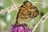 Aglajaperlemorvinge (Argynnis aglaja)