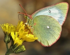 Moorland Clouded Yellow (Colias palaeno)