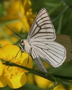 Black-veined Moth (Siona lineata)