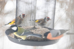 European Goldfinch (Carduelis carduelis)