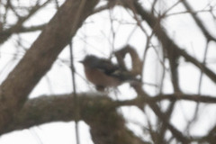 Chaffinch (Fringilla coelebs)