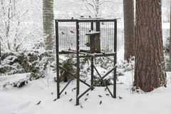 Eurasian Siskin (Spinus spinus)