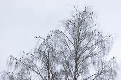 Bohemian Waxwing (Bombycilla garrulus)