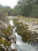 Brown trout (Salmo trutta)