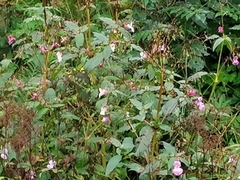 Kjempespringfrø (Impatiens glandulifera)