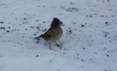 Bjørkefink (Fringilla montifringilla)