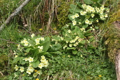 Kusymre (Primula vulgaris)