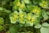 Maigull (Chrysosplenium alternifolium)