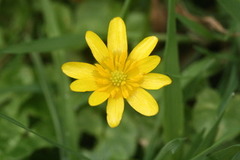 Lesser Celandine (Ranunculus ficaria)