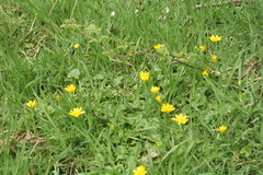 Vårkål (Ranunculus ficaria)